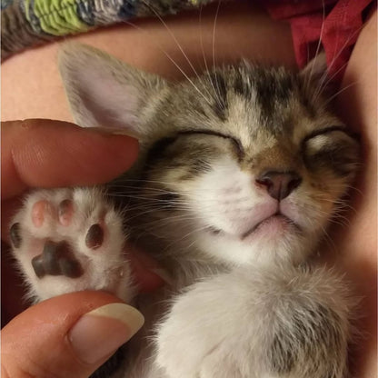 Bálsamo natural para nariz y patas PawHeal™