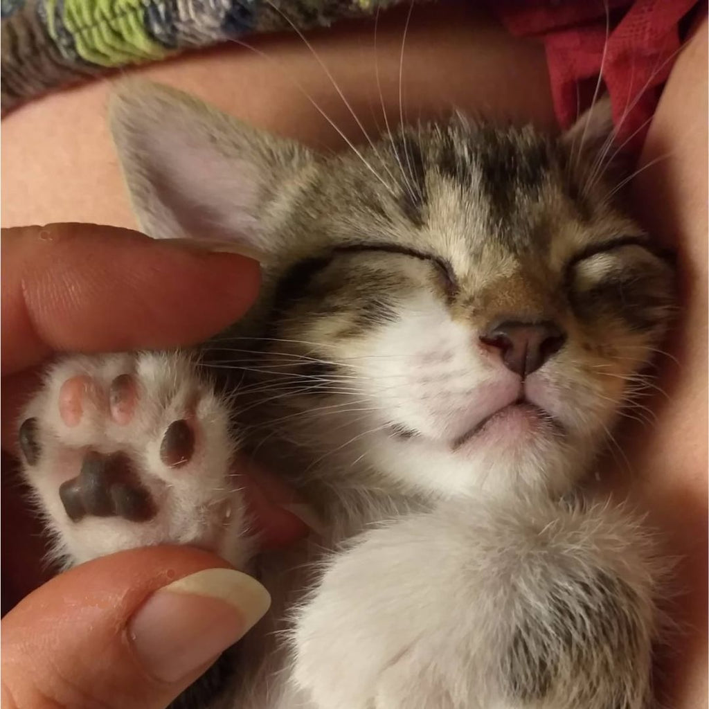 PawHeal™ Natural Nose & Paw Balm